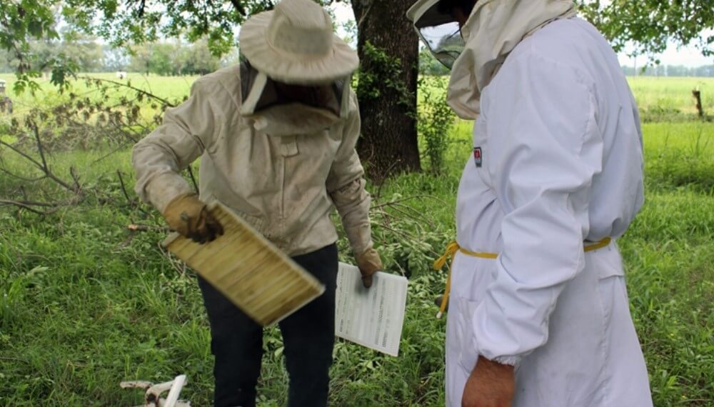 Con el propóleo de las abejas crearon un hidrogel que inhibe a las bacterias que resisten antibióticos