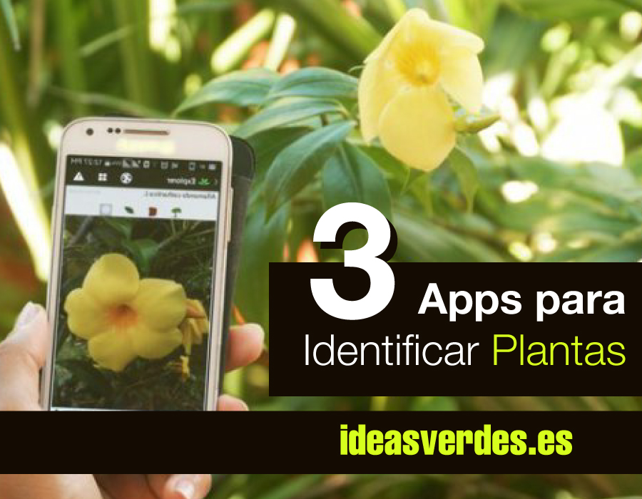 3 Aplicaciones para Identificar Plantas desde el movil