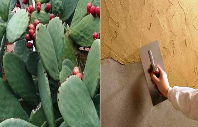 Cómo impermeabilizar paredes de barro con cactus