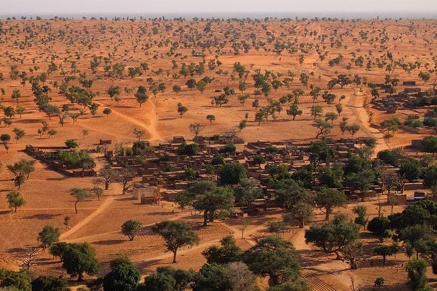 El increíble hallazgo de cientos de millones de árboles en el desierto del Sahara